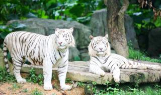 广州长隆欢乐世界和香江野生动物园可以自带食物进去吗 香江野生动物园门票团购